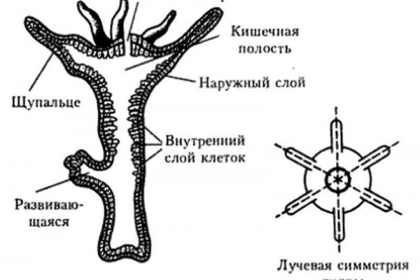 Кракен маркетплейс официальный сайт