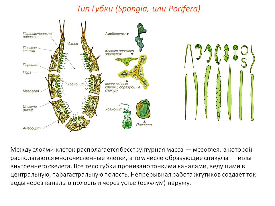 Кракен даркнет ссылка